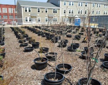 Saplings growing inside Hope Tree Nursery