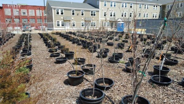 Saplings growing inside Hope Tree Nursery