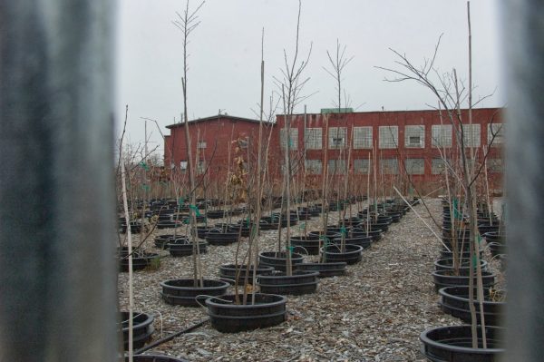 Saplings growing inside Hope Tree Nursery