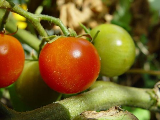 cherry tomatoes plant