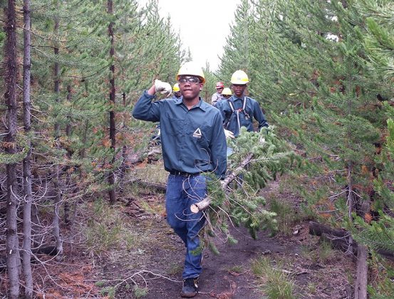 Groundwork Anacostia River DC Green Team youth "brushing" trails at Yellowstone National Park to improve visibility for hikers and reduce the risk of chance bear encounters.