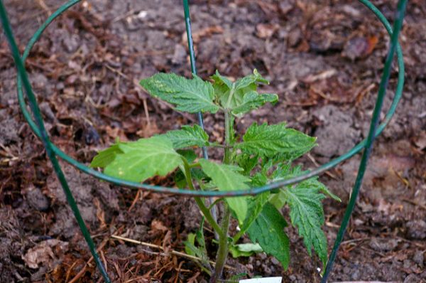 tomato seedling