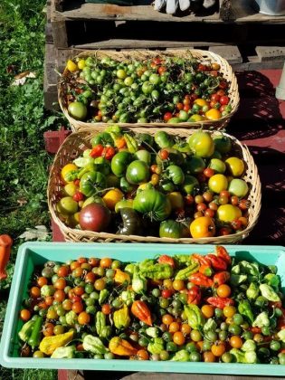 Bumper crop of peppers! 