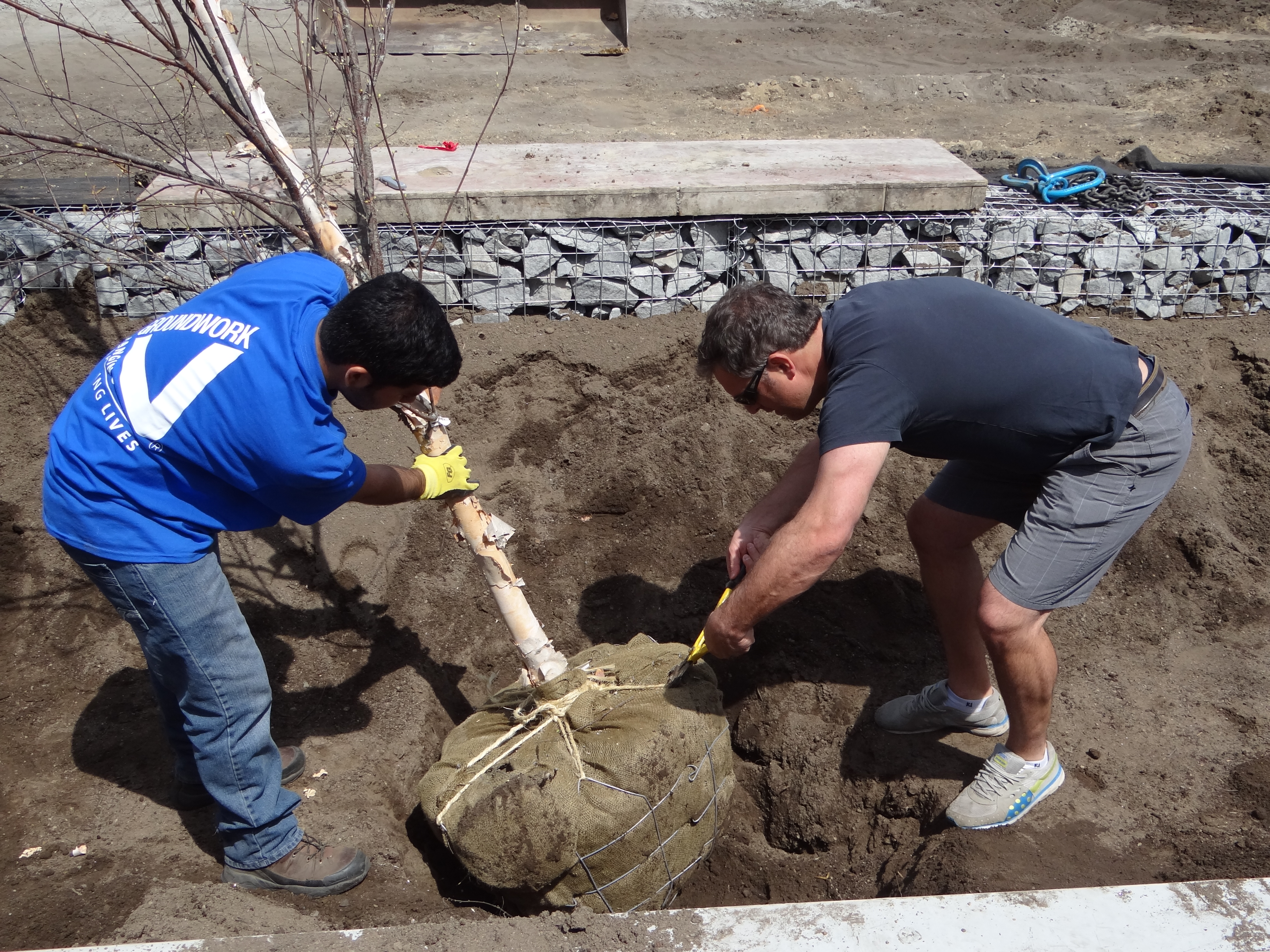 Tomas_Officeworks_Volunteers_Planting-Ferrous_May2015.jpg