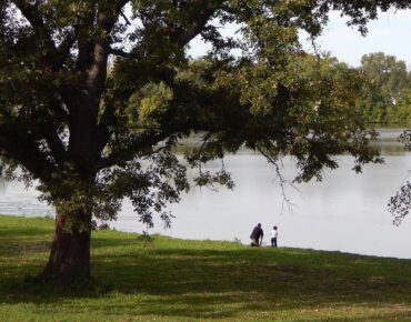 Mentally and physically, trees make a difference