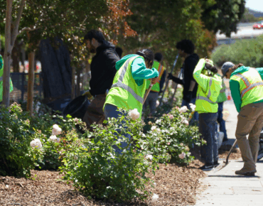 Planting with Purpose: Choosing The Right Tree For Every Space 